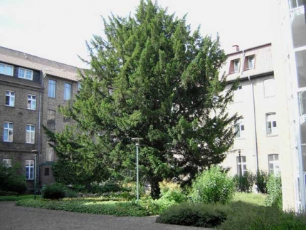 Bild 1 von Eibe im Innenhof des Mutterhauses